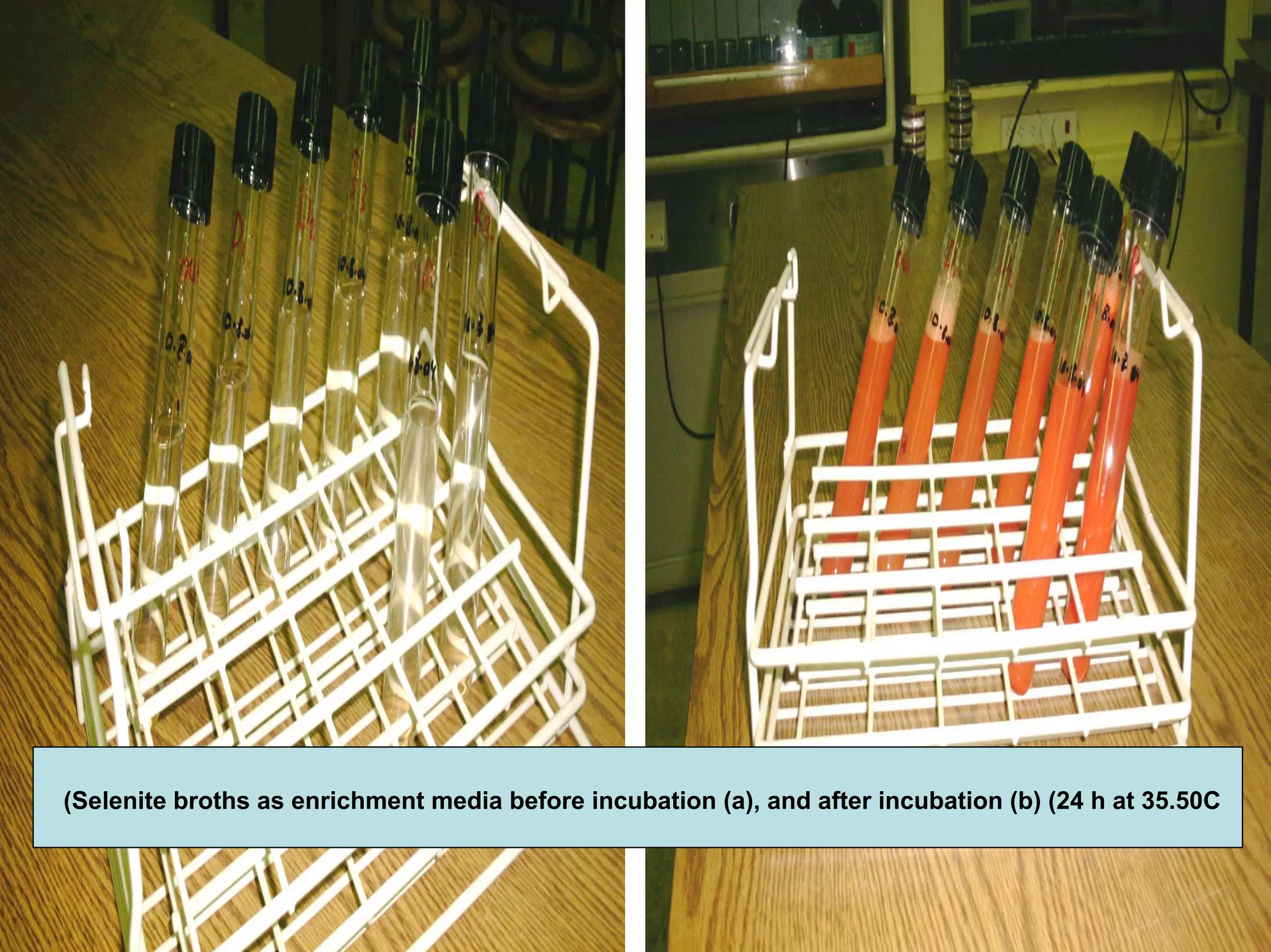 Selenite broths as enrichment media before incubation (a), and after incubation (b) (24 h at 35.50C(
 