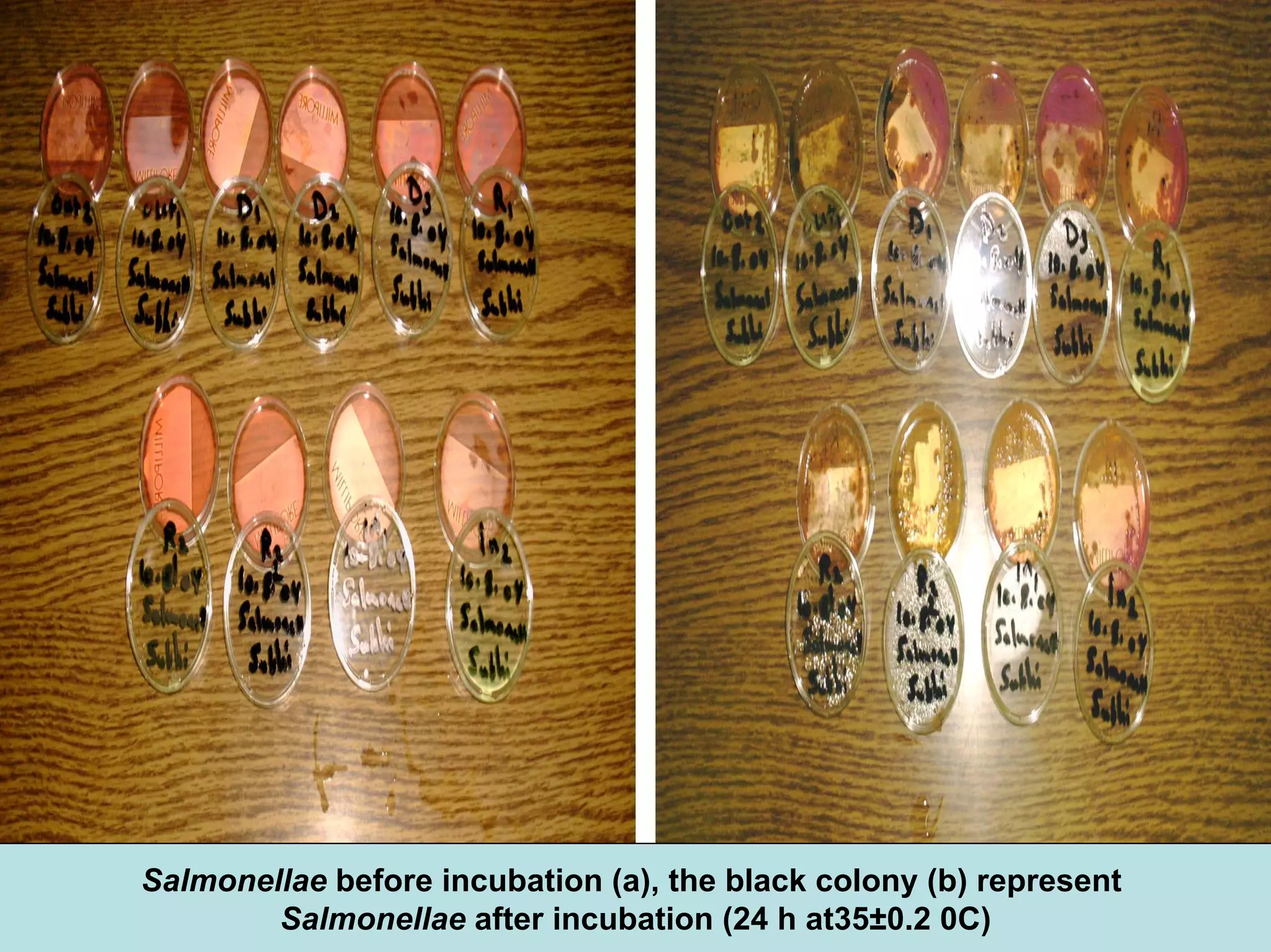 Salmonellae before incubation (a), the black colony (b) represent
Salmonellae after incubation (24 h at35±0.2 0C)
 