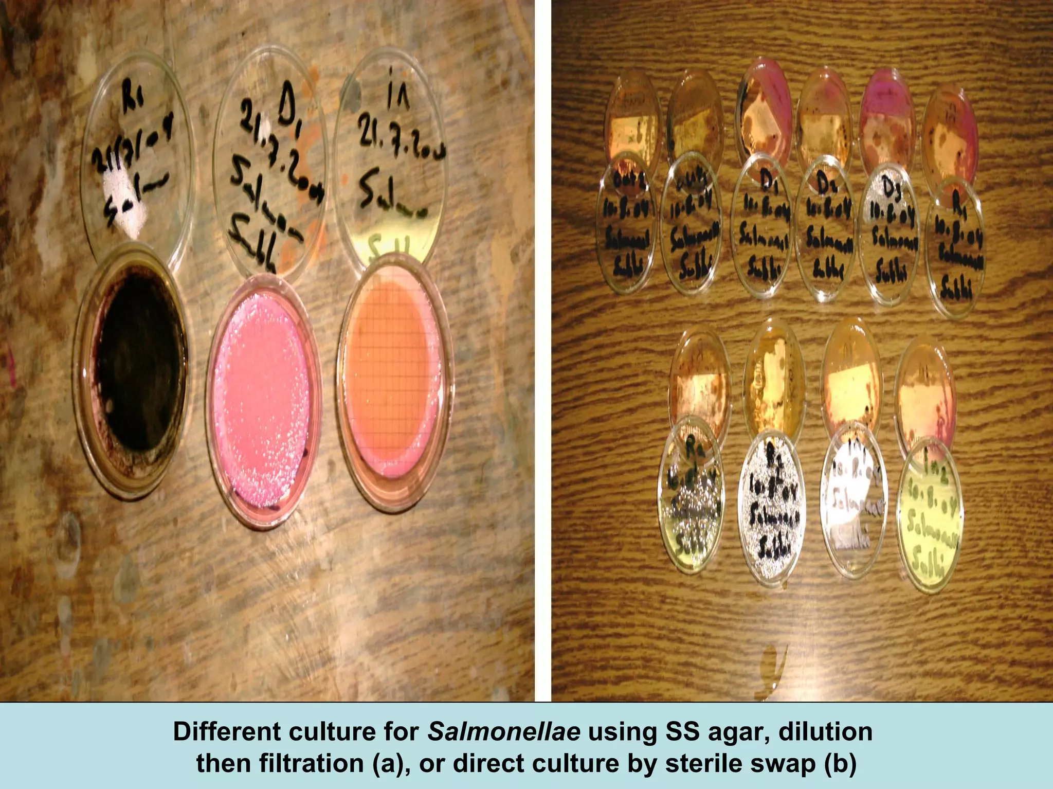 Different culture for Salmonellae using SS agar, dilution
then filtration (a), or direct culture by sterile swap (b)
 