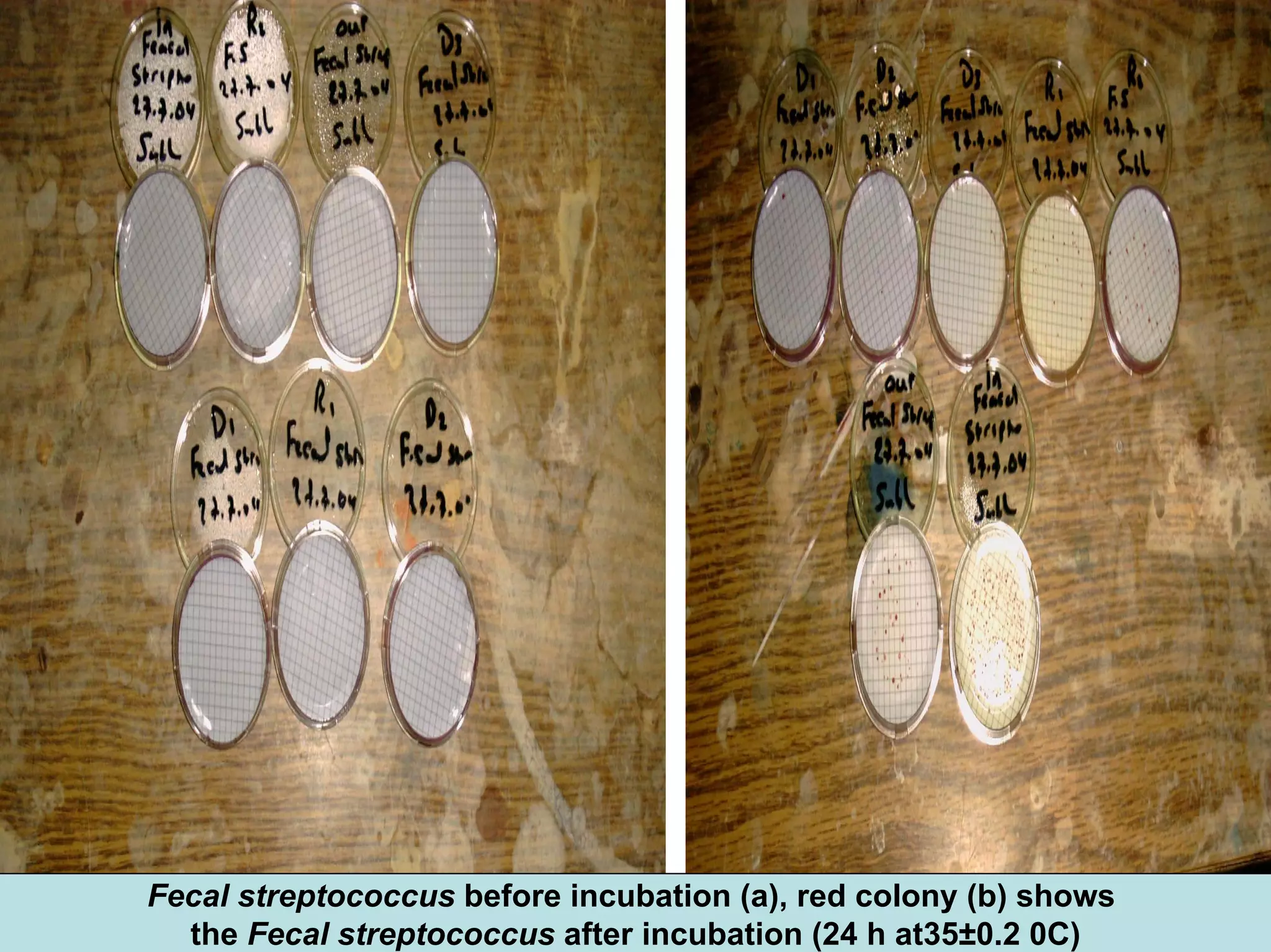 Fecal streptococcus before incubation (a), red colony (b) shows
the Fecal streptococcus after incubation (24 h at35±0.2 0C)
 
