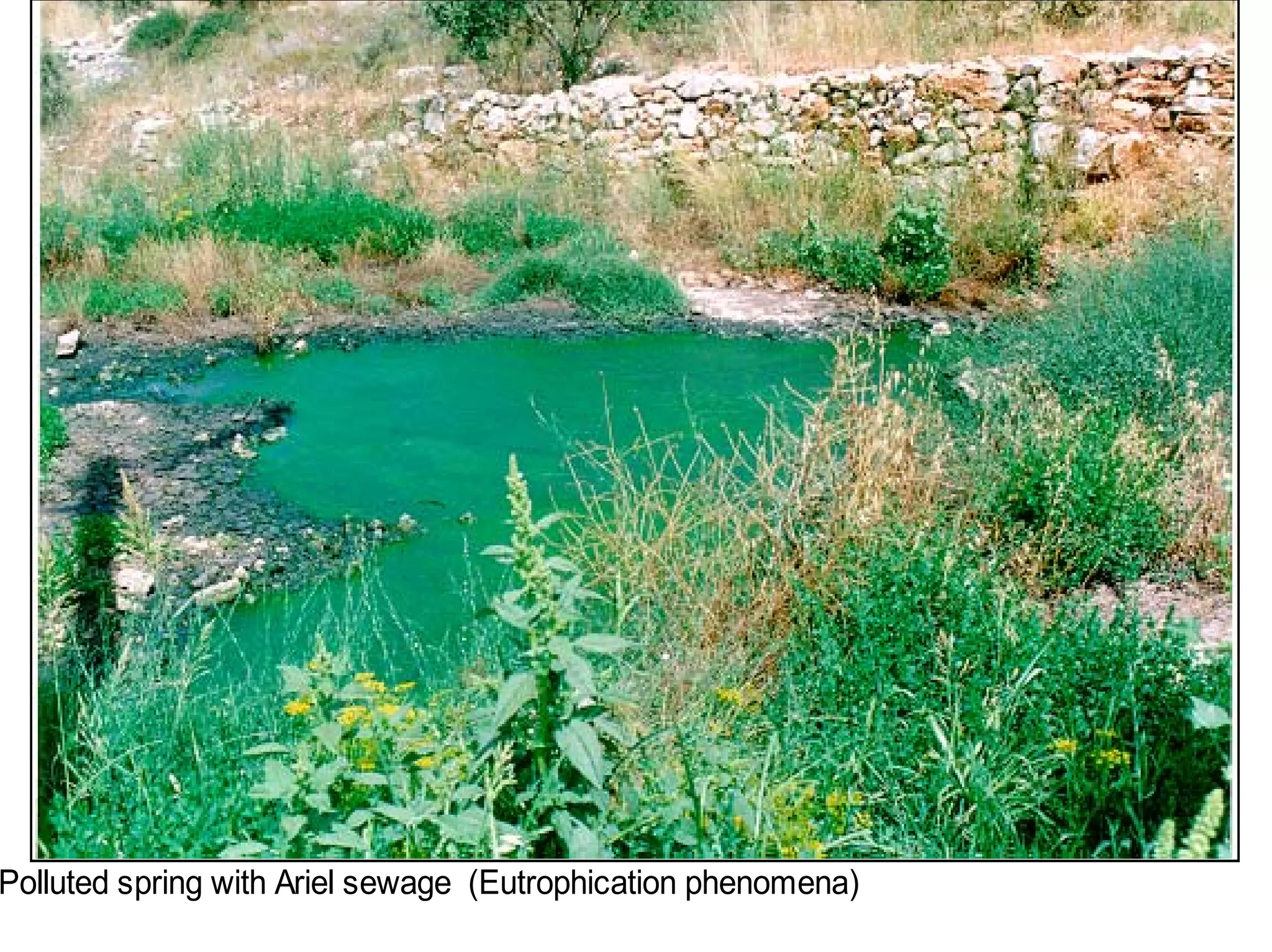 Polluted spring with Ariel sewage (Eutrophication phenomena)
 