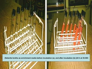 Selenite broths as enrichment media before incubation (a), and after incubation (b) (24 h at 35.50C(
 