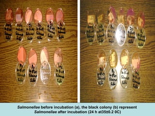 Salmonellae before incubation (a), the black colony (b) represent
Salmonellae after incubation (24 h at35±0.2 0C)
 