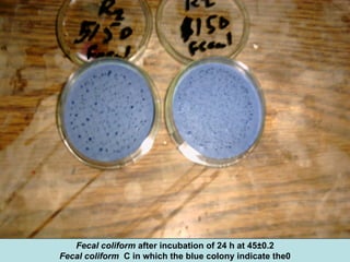 Fecal coliform after incubation of 24 h at 45±0.2
0C in which the blue colony indicate theFecal coliform
 