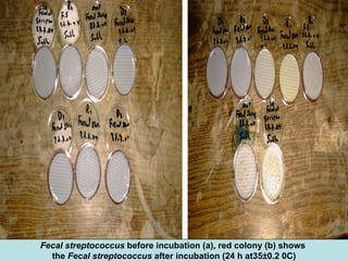 Fecal streptococcus before incubation (a), red colony (b) shows
the Fecal streptococcus after incubation (24 h at35±0.2 0C)
 