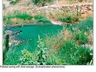 Polluted spring with Ariel sewage (Eutrophication phenomena)
 