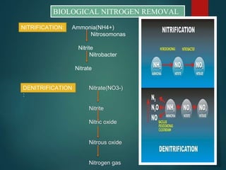 BIOLOGICAL NITROGEN REMOVAL
NITRIFICATION: Ammonia(NH4+)
Nitrosomonas
Nitrite
Nitrobacter
Nitrate
DENITRIFICATION
:
Nitrate(NO3-)
Nitrite
Nitric oxide
Nitrous oxide
Nitrogen gas
 