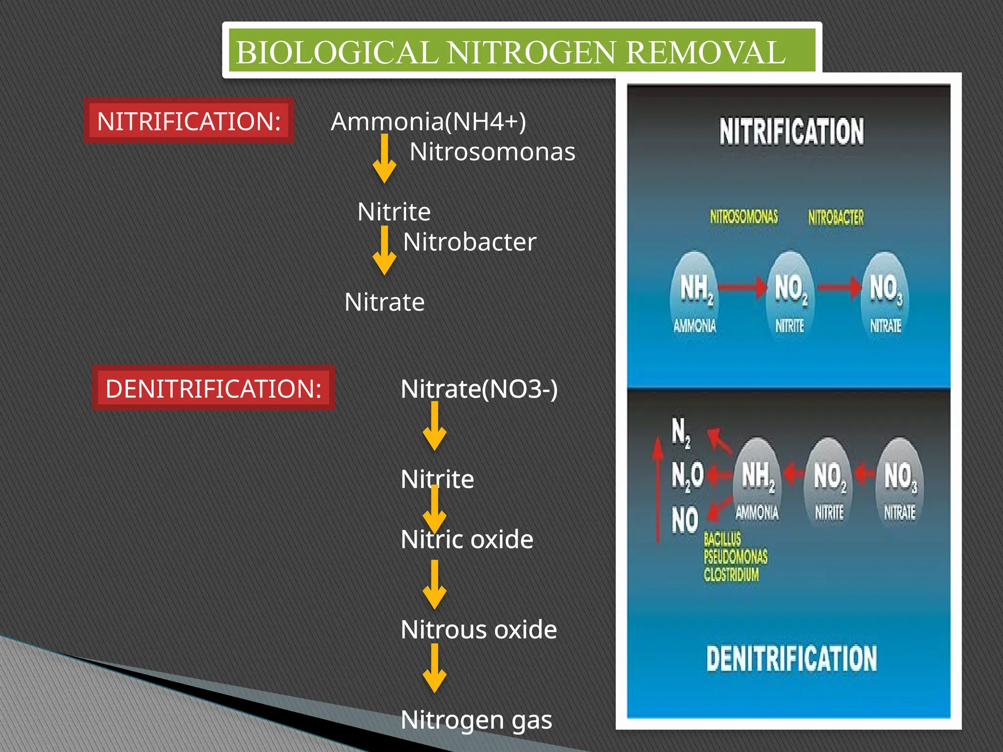 BIOLOGICAL NITROGEN REMOVAL
NITRIFICATION: Ammonia(NH4+)
Nitrosomonas
Nitrite
Nitrobacter
Nitrate
DENITRIFICATION: Nitrate(NO3-)
Nitrite
Nitric oxide
Nitrous oxide
Nitrogen gas
 