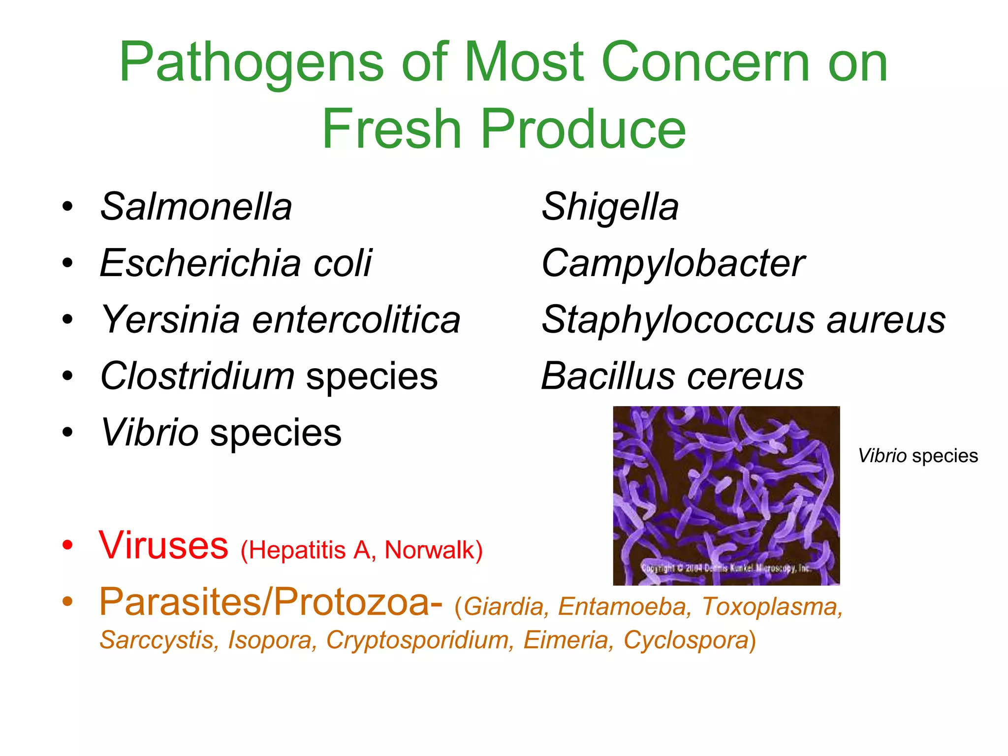 Pathogens of Most Concern on
Fresh Produce
• Salmonella Shigella
• Escherichia coli Campylobacter
• Yersinia entercolitica Staphylococcus aureus
• Clostridium species Bacillus cereus
• Vibrio species
• Viruses (Hepatitis A, Norwalk)
• Parasites/Protozoa- (Giardia, Entamoeba, Toxoplasma,
Sarccystis, Isopora, Cryptosporidium, Eimeria, Cyclospora)
Vibrio species
 