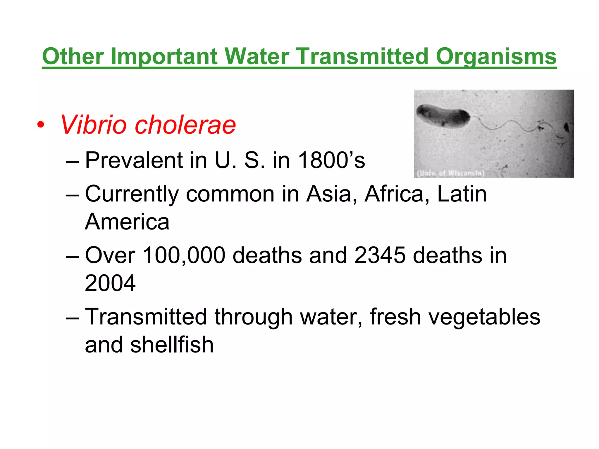 Other Important Water Transmitted Organisms
• Vibrio cholerae
– Prevalent in U. S. in 1800’s
– Currently common in Asia, Africa, Latin
America
– Over 100,000 deaths and 2345 deaths in
2004
– Transmitted through water, fresh vegetables
and shellfish
 