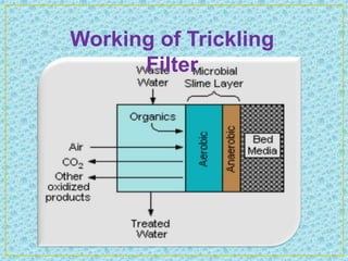 Working of Trickling
      Filter
 