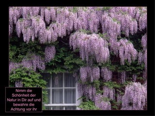 Nimm die Schönheit der Natur in Dir auf und bewahre die Achtung vor ihr 