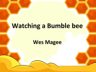 Watching a Bumble bee
Wes Magee
 