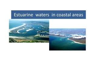 Estuarine waters in coastal areasEstuarine  waters  in coastal areas   
 