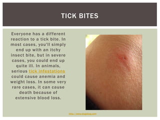 TICK BITES

Everyone has a dif ferent
reaction to a tick bite. In
most cases, you'll simply
   end up with an itchy
insect bite, but in severe
 cases, you could end up
   quite ill. In animals,
serious tick infestations
could cause anemia and
weight loss. In some very
 rare cases, it can cause
     death because of
   extensive blood loss.


                              http://www.slugabug.com
 
