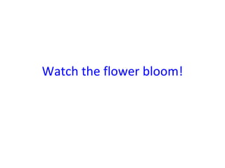 Watch the flower bloom!