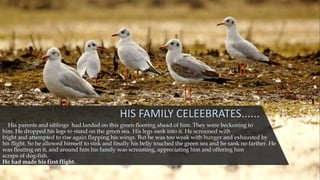 HIS FAMILY CELEEBRATES......
His parents and siblings had landed on this green flooring ahead of him. They were beckoning to
him. He dropped his legs to stand on the green sea. His legs sank into it. He screamed with
fright and attempted to rise again flapping his wings. But he was too weak with hunger and exhausted by
his flight. So he allowed himself to sink and finally his belly touched the green sea and he sank no farther. He
was floating on it, and around him his family was screaming, appreciating him and offering him
scraps of dog-fish.
He had made his first flight.
 