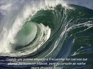 Cuando una paloma empieza a frecuentar los cuervos sus plumas permanecen blancas, pero su corazón se vuelve negro  (Proverbio alemán) 