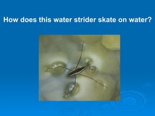How does this water strider skate on water? 
