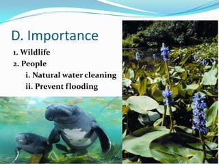 D. Importance1. Wildlife2. People i. Natural water cleaningii. Prevent flooding