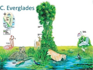 C. Everglades