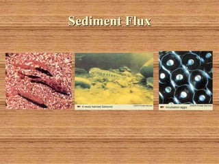 Sediment Flux
 