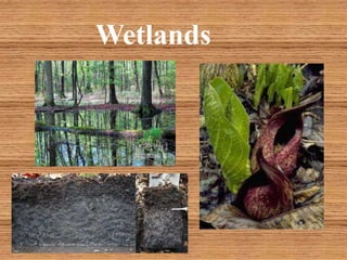 Wetlands
 