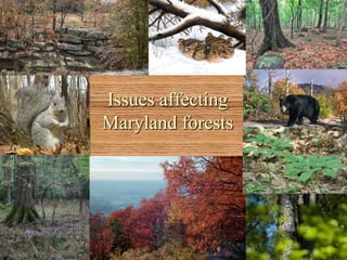 Issues affecting
Maryland forests
 