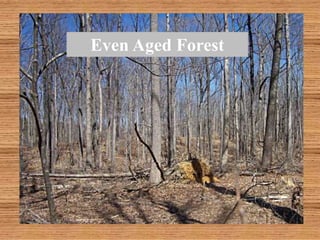 Even Aged Forest
 