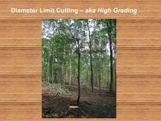Diameter Limit Cutting – aka High Grading
 