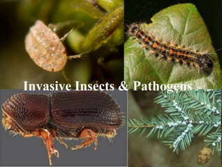Invasive Insects & Pathogens
 