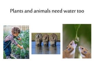 Plants and animals need water too