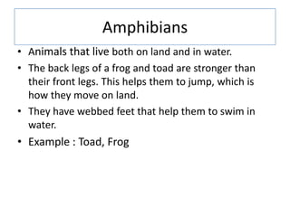 Amphibians
• Animals that live both on land and in water.
• The back legs of a frog and toad are stronger than
their front...