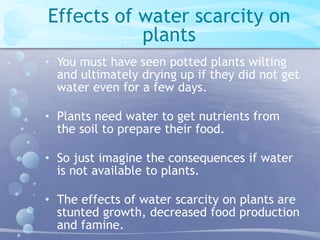 Effects of water scarcity on 
plants 
• You must have seen potted plants wilting 
and ultimately drying up if they did not get 
water even for a few days. 
• Plants need water to get nutrients from 
the soil to prepare their food. 
• So just imagine the consequences if water 
is not available to plants. 
• The effects of water scarcity on plants are 
stunted growth, decreased food production 
and famine. 
 