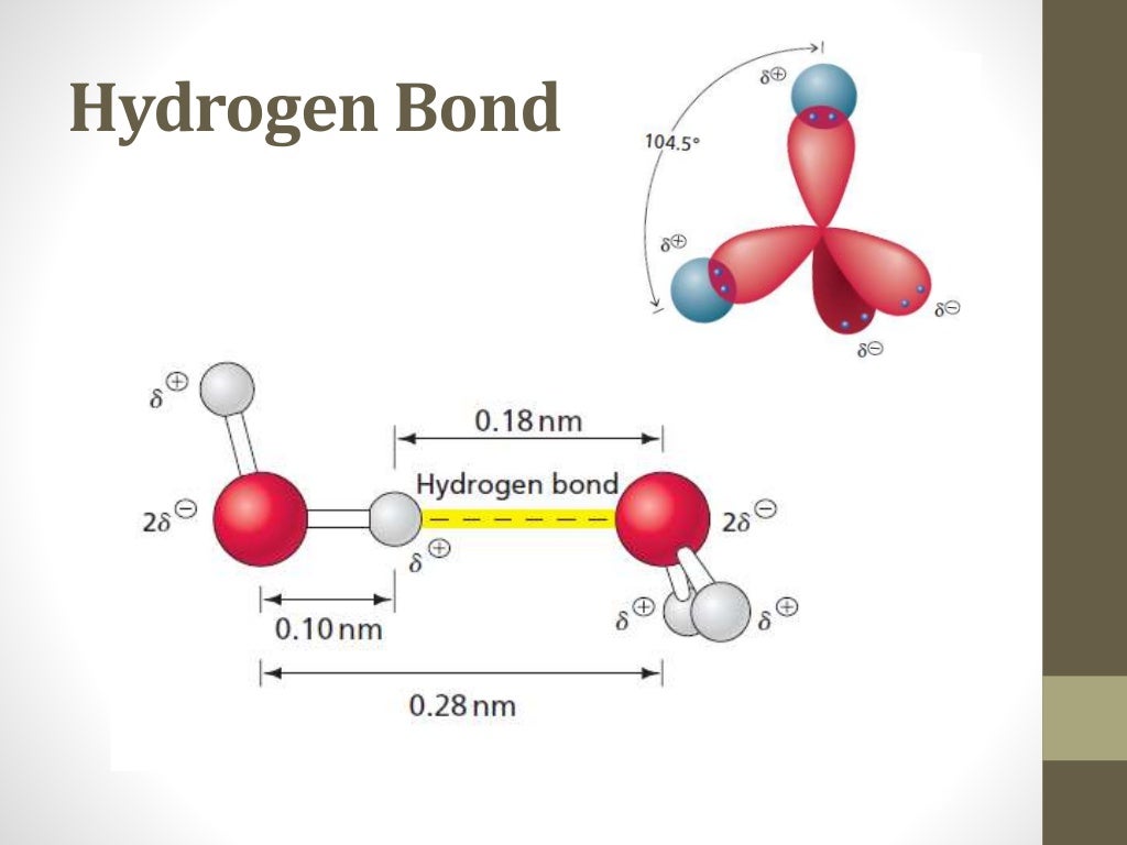 Biochemistry of Water
