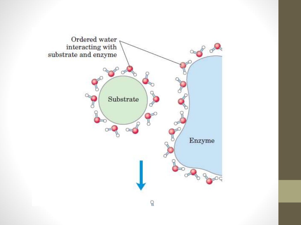 Biochemistry of Water