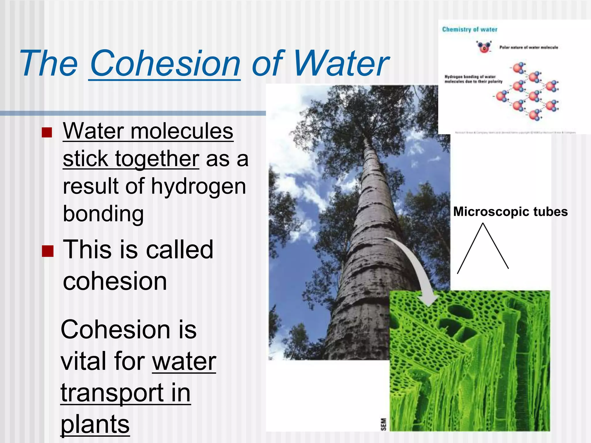  Water molecules
stick together as a
result of hydrogen
bonding
 This is called
cohesion
The Cohesion of Water
Cohesion is
vital for water
transport in
plants
Microscopic tubes
 