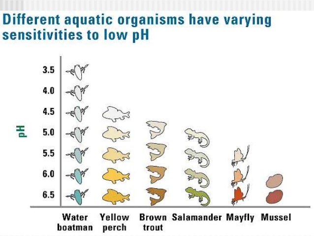ap biology water properties essay The advanced placement biology course is the equivalent of a two-semester college introductory cliffs ap biology, view “water’s physical properties. ap biology water properties essay The advanced placement biology course is the equivalent of a two-semester college introductory cliffs ap biology, view “water’s physical properties.