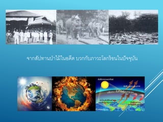 จำกสัปทำนป่ำไม้ในอดีต บวกกับภำวะโลกร้อนในปัจจุบัน
 