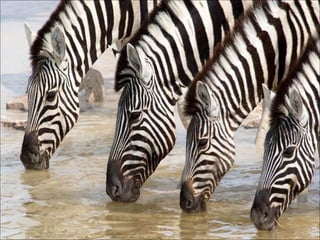 Water 2007 avec-il_divo