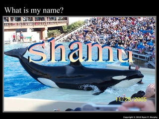 What is my name?
Copyright © 2010 Ryan P. Murphy
 