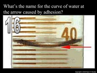 What’s the name for the curve of water at
the arrow caused by adhesion?
Copyright © 2010 Ryan P. Murphy
 