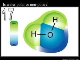 Is water polar or non-polar?
Copyright © 2010 Ryan P. Murphy
 