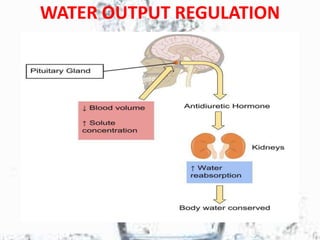 WATER OUTPUT REGULATION
 