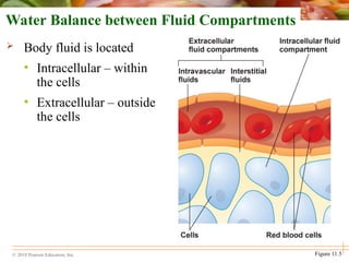Fluid In Cells water.ppt and electrolytes used in human | PPT