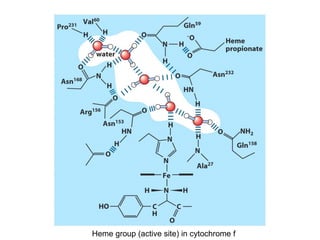 Heme group (active site) in cytochrome f 