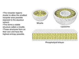 The nonpolar regions cluster to allow the smallest nonpolar area possible exposed to the aqueous solvent. This forms a stable structure called a micelle. These structures form on their own and have the highest entropy possible.  
