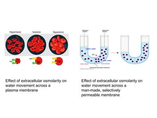 Effect of extracellular osmolarity on  water movement across a  plasma membrane Effect of extracellular osmolarity on  water movement across a  man-made, selectively permeable membrane 