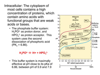 Intracellular: The cytoplasm of most cells contains a high concentration of proteins, which contain amino acids with functional groups that are weak acids or bases. The phosphate buffer system: H 2 PO 4-  as proton donor, and HPO 4 2-  as proton acceptor.  This system uses the second dissociation of phosphoric acid (PK 2  = 6.86). H 2 PO 4-     H+ + HPO 4 2- This buffer system is maximally effective at pH close to its pKa of 6.86, between pH of 5.9 and 7.9 