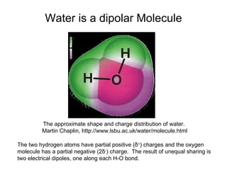 Water is a dipolar Molecule The approximate shape and charge distribution of water.  Martin Chaplin, http://www.lsbu.ac.uk/water/molecule.html The two hydrogen atoms have partial positive ( δ + ) charges and the oxygen molecule has a partial negative (2 δ - ) charge.  The result of unequal sharing is two electrical dipoles, one along each H-O bond. 
